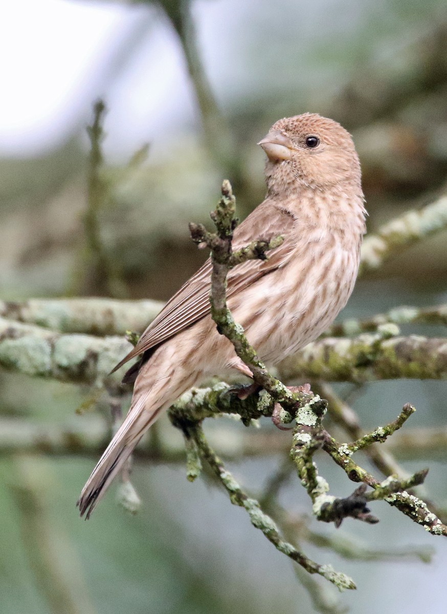 House Finch - William Parkin