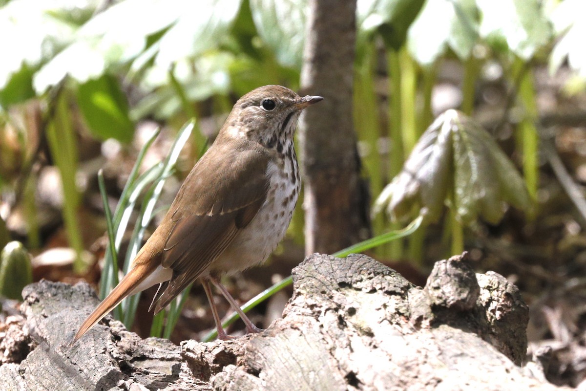 Hermit Thrush - Jun Tsuchiya