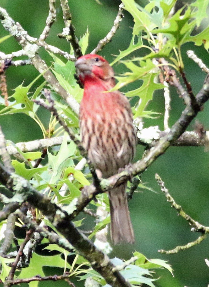 House Finch - William Parkin