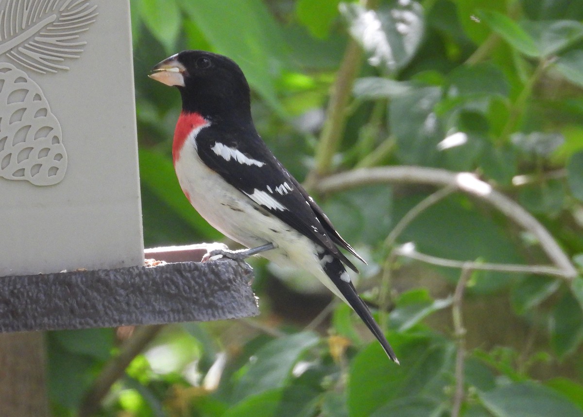 Rose-breasted Grosbeak - Chris Wiles