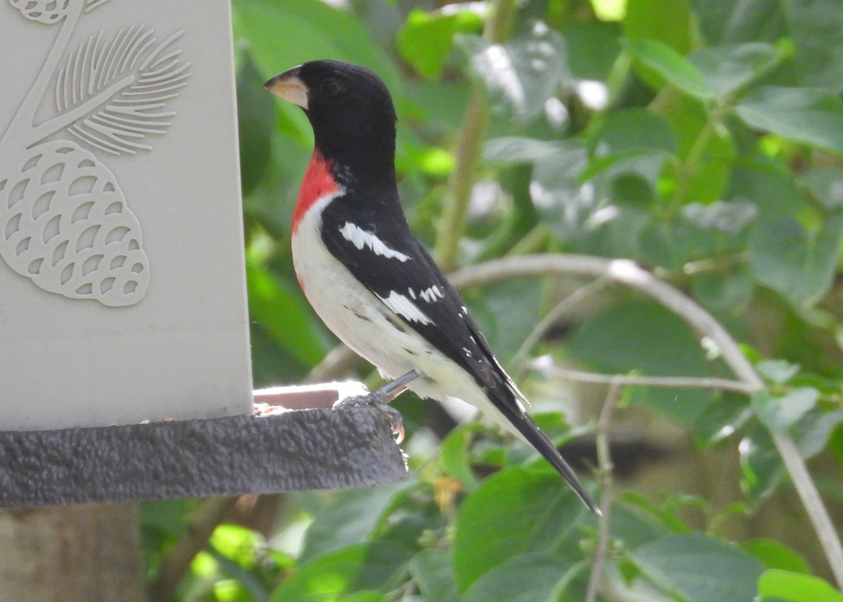 Rose-breasted Grosbeak - Chris Wiles