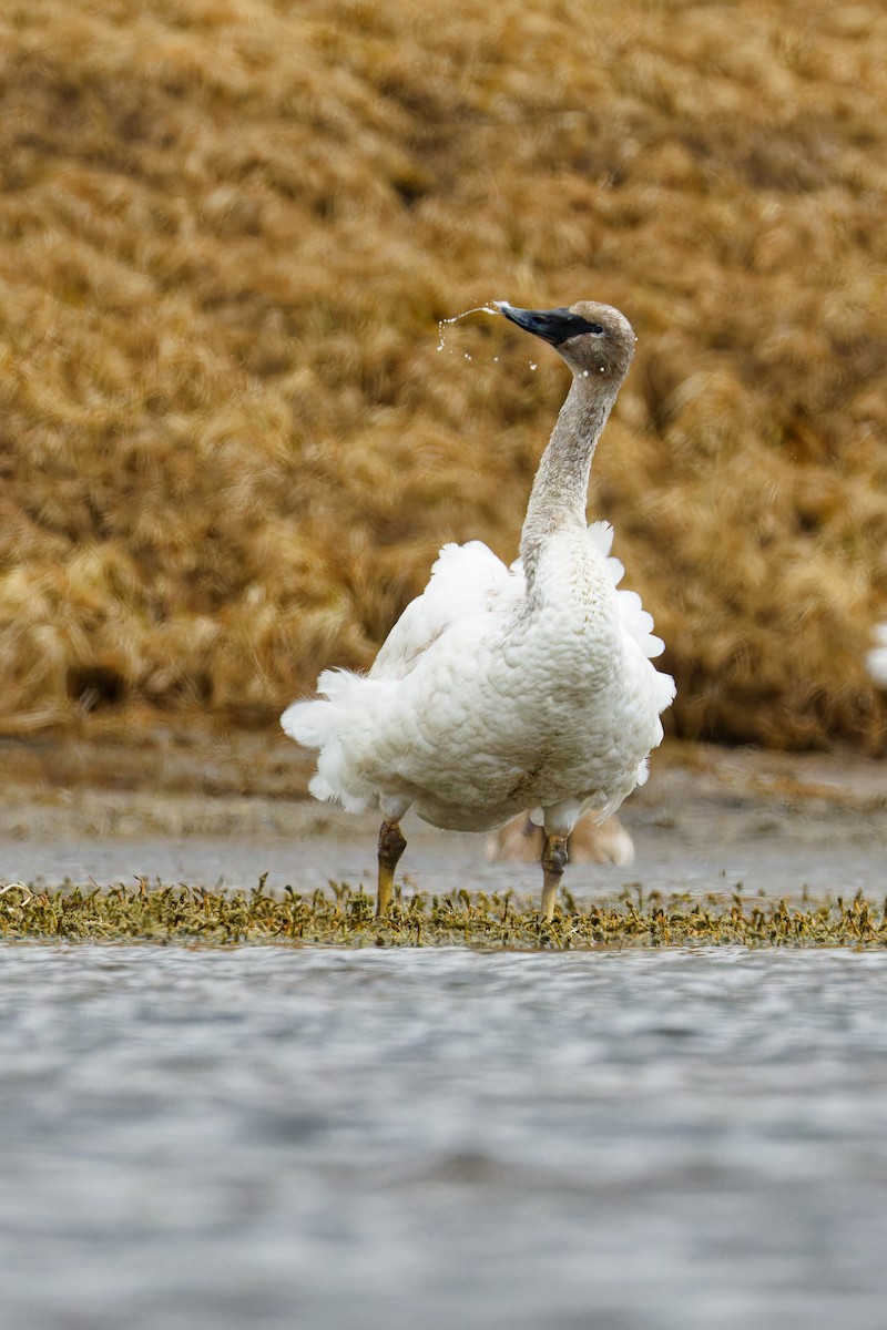 Trumpeter Swan - Ruogu Li