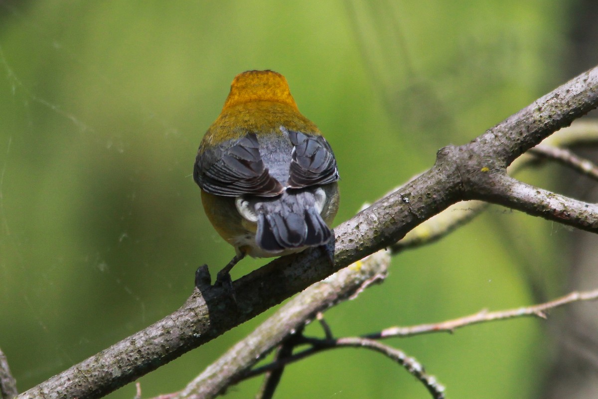 Prothonotary Warbler - Diane Naluzny