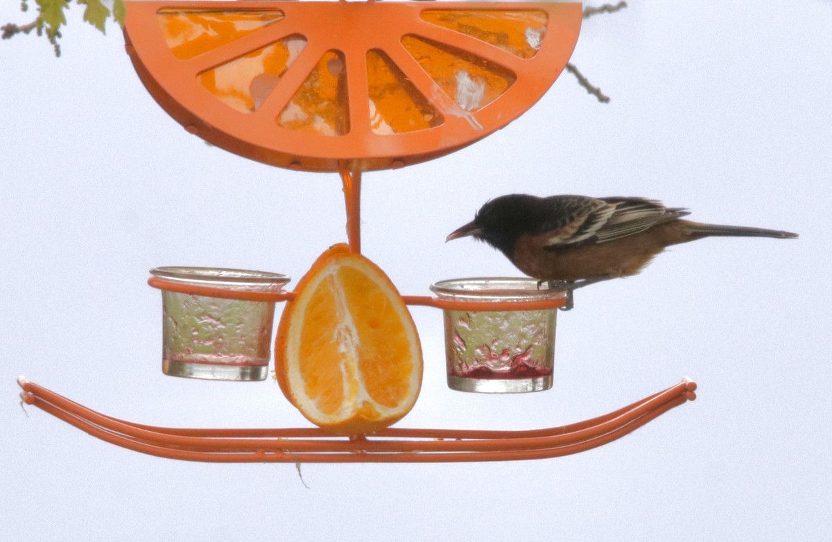 Orchard Oriole - Jay & Judy Anderson