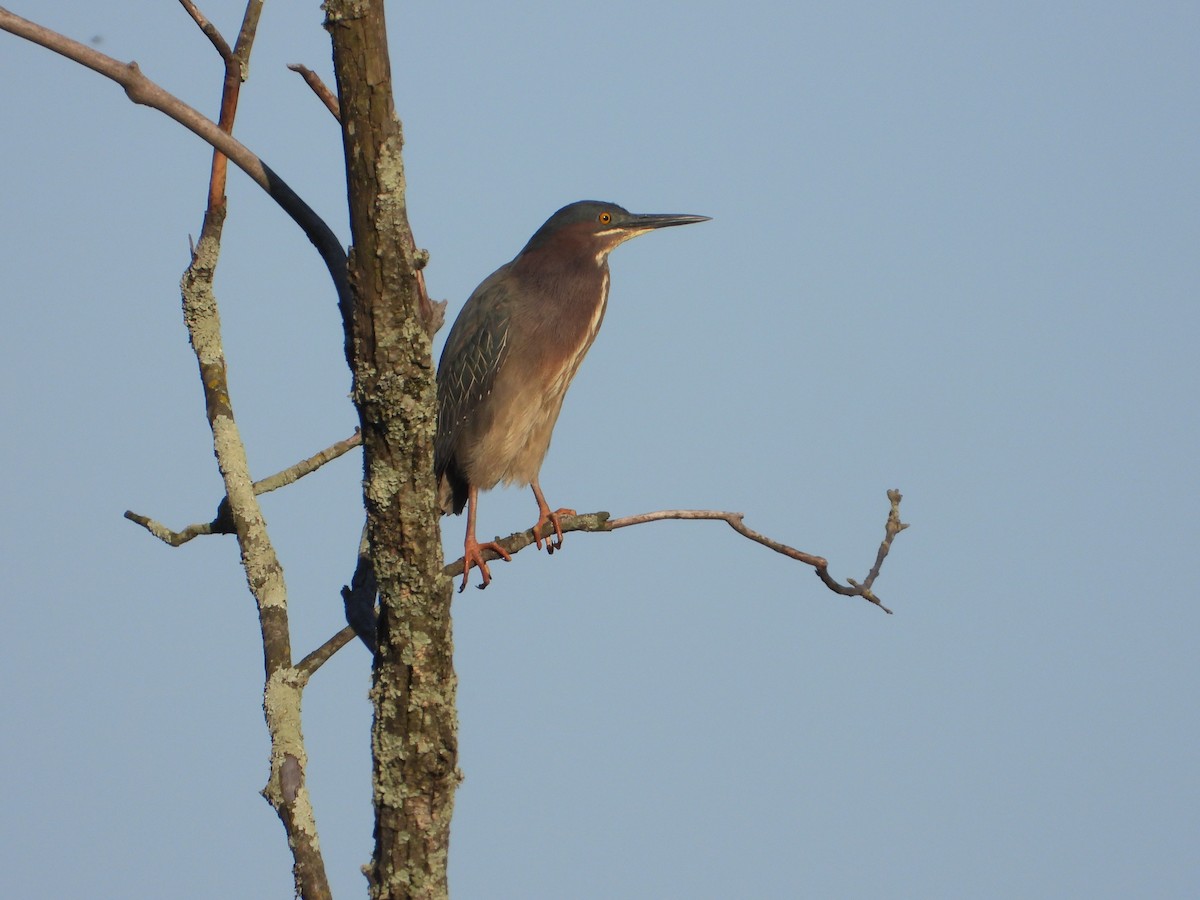 Green Heron - Melanie Kass