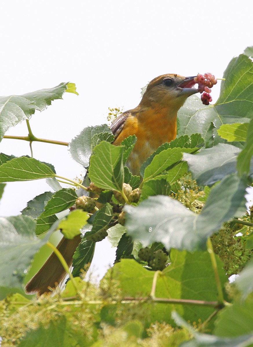 Baltimore Oriole - William Parkin