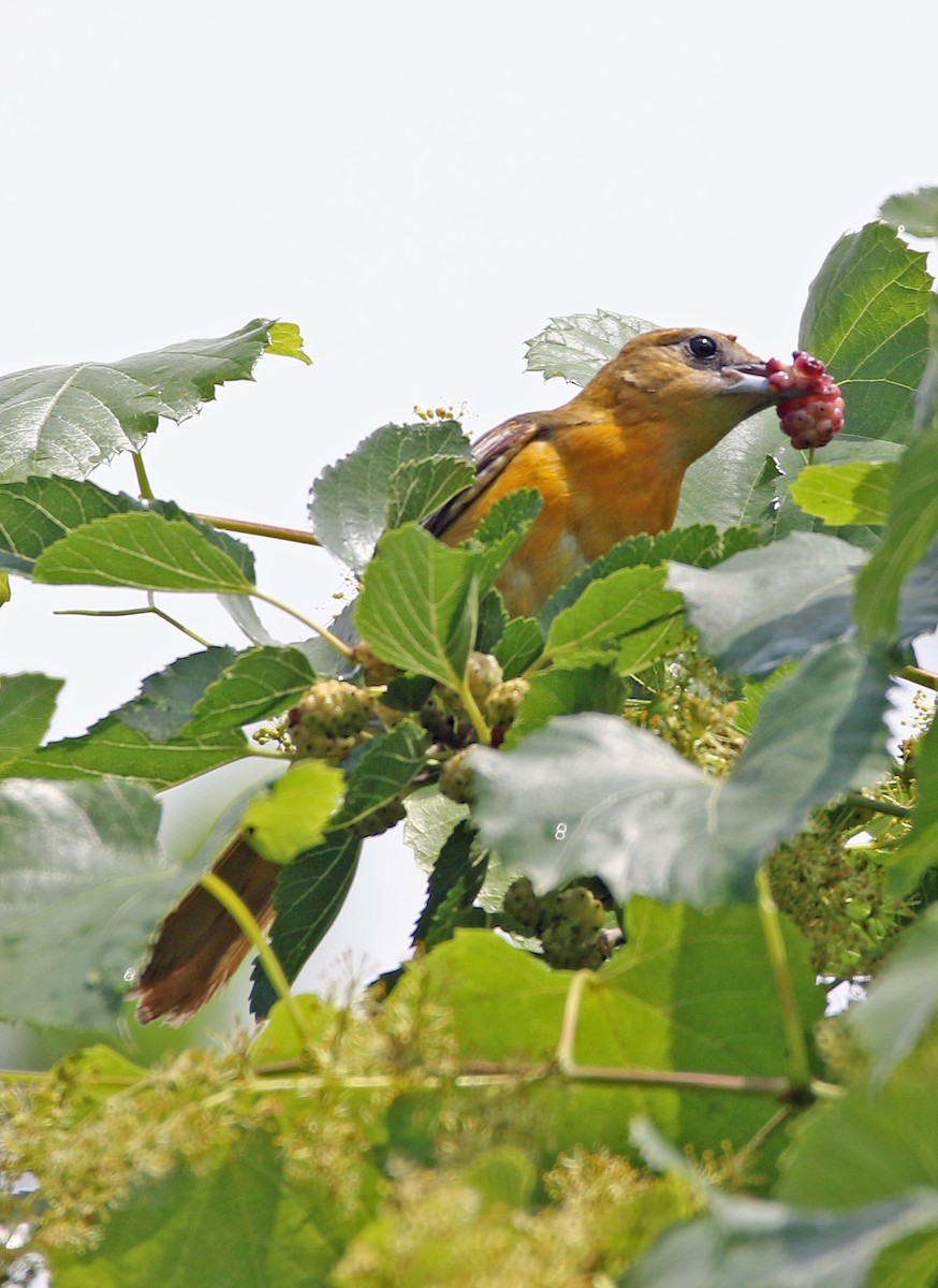 Baltimore Oriole - ML619549696