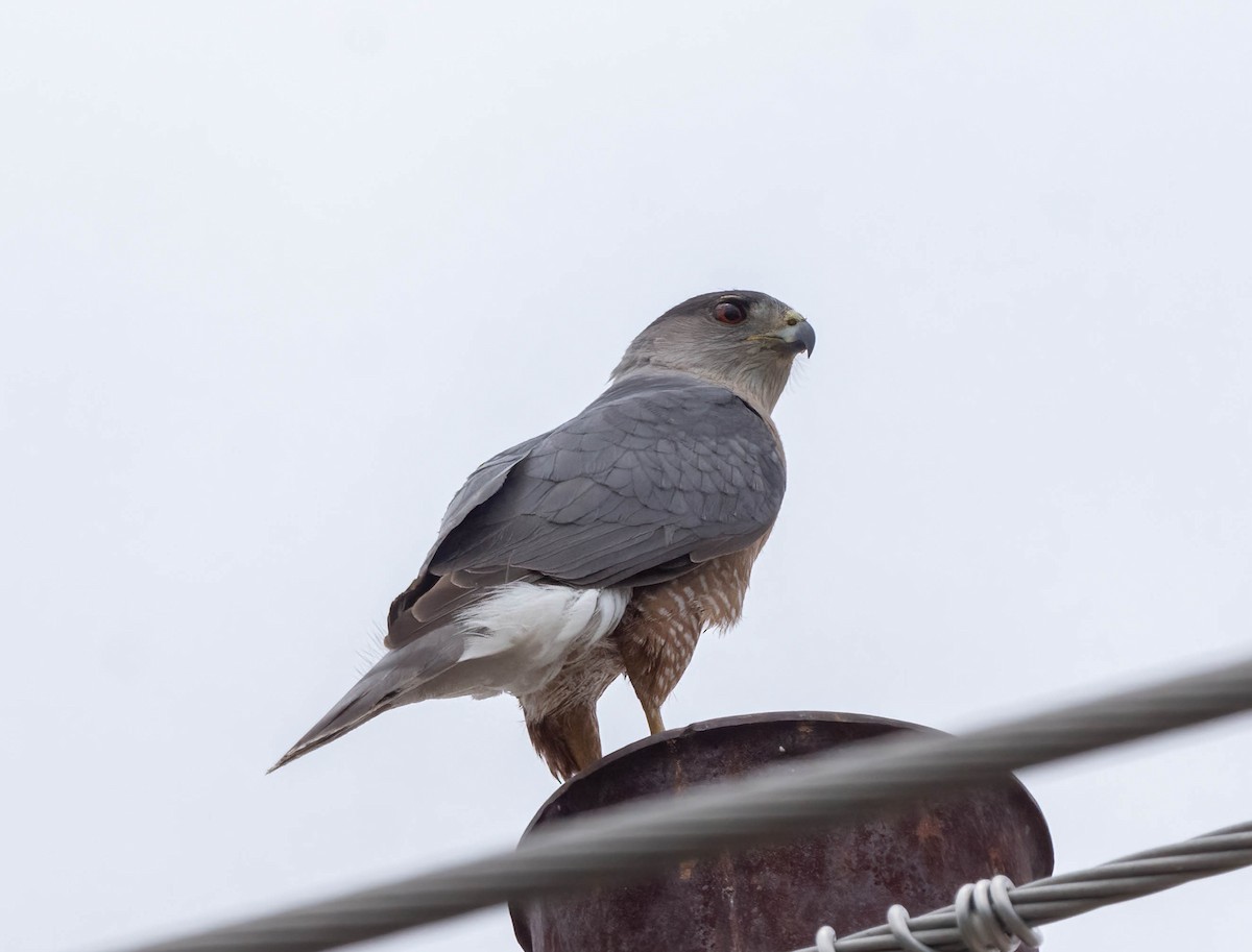 Cooper's Hawk - Eric Bodker