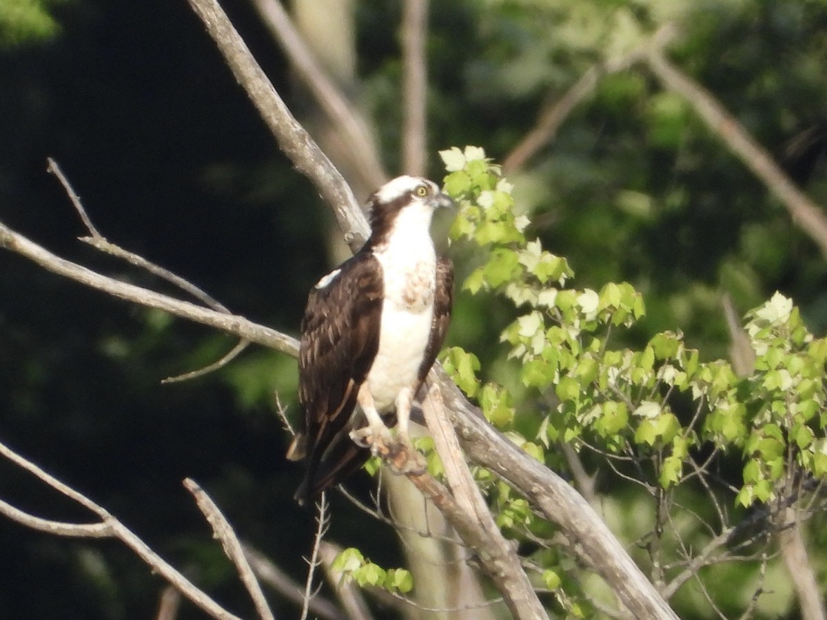 Osprey - Melanie Kass