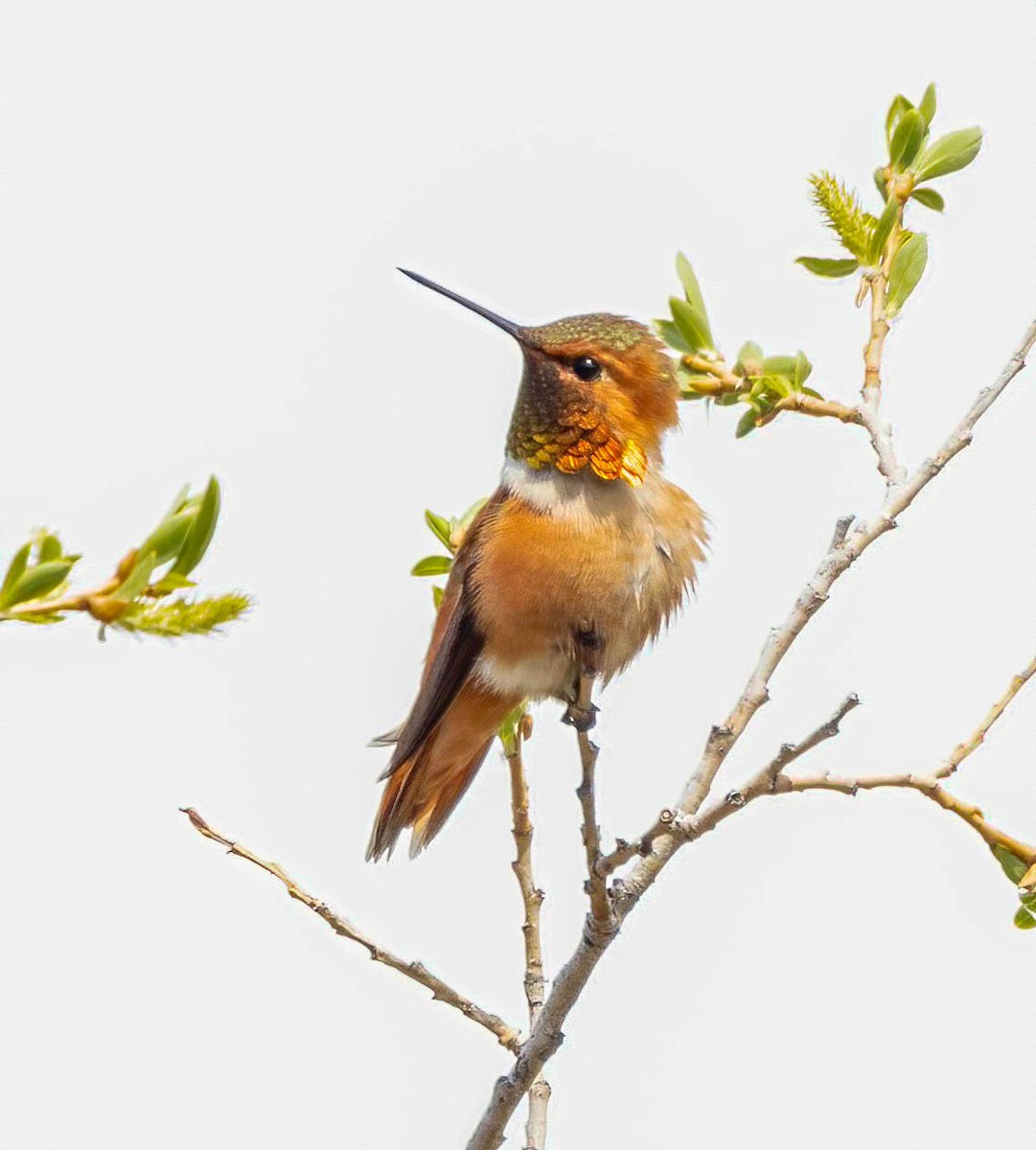 Rufous Hummingbird - ML619549703