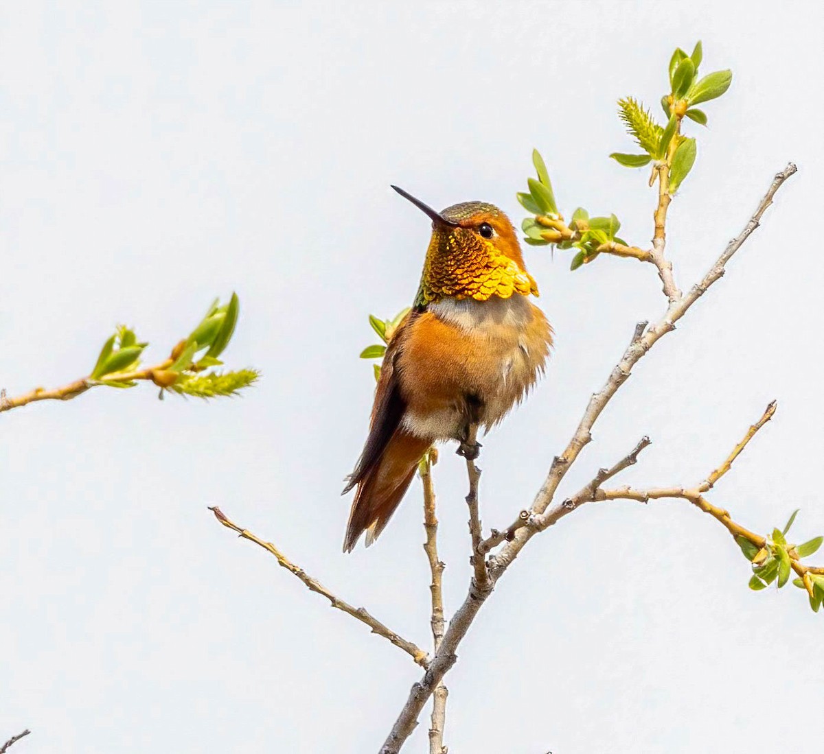 Rufous Hummingbird - Dan Parliament