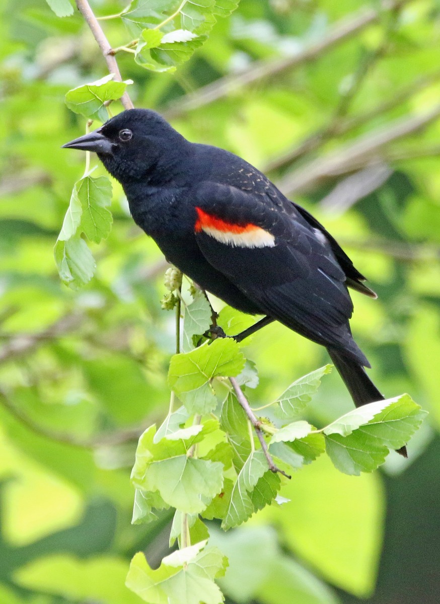 Red-winged Blackbird - William Parkin