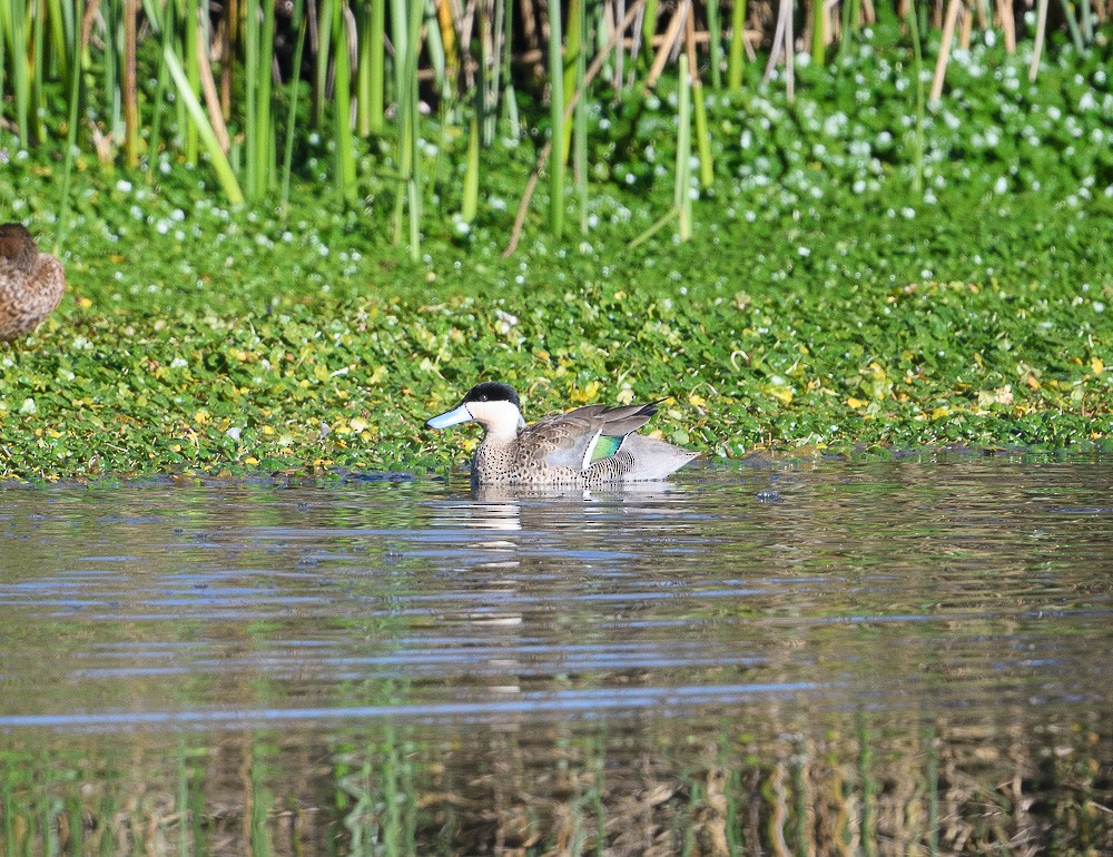 Puna Teal - Jose-Miguel Ponciano