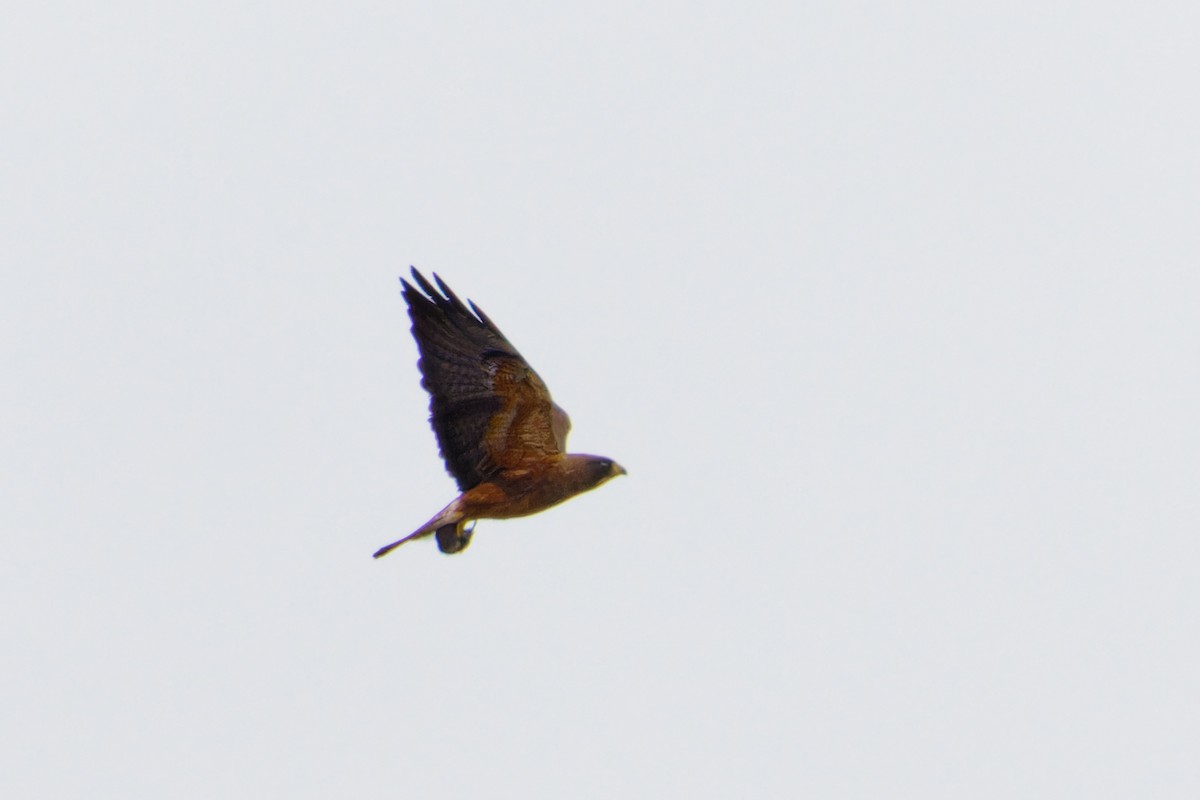 Swainson's Hawk - Ruogu Li