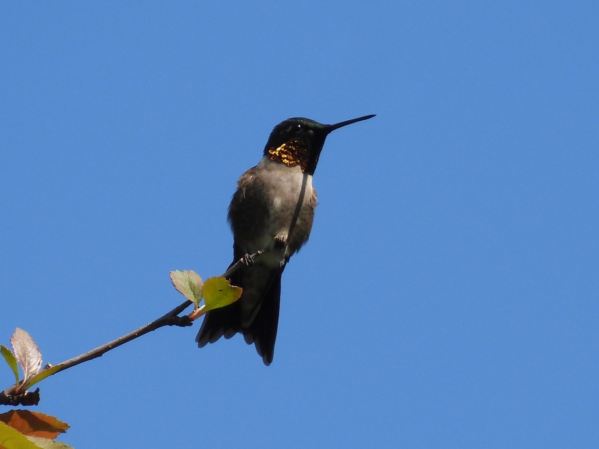 Ruby-throated Hummingbird - Jeff Fengler