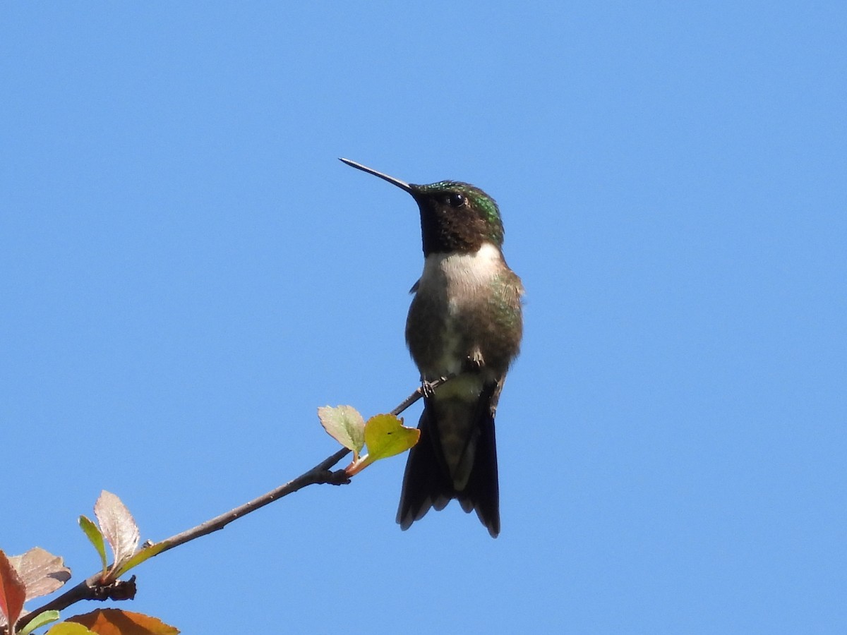 Ruby-throated Hummingbird - Jeff Fengler