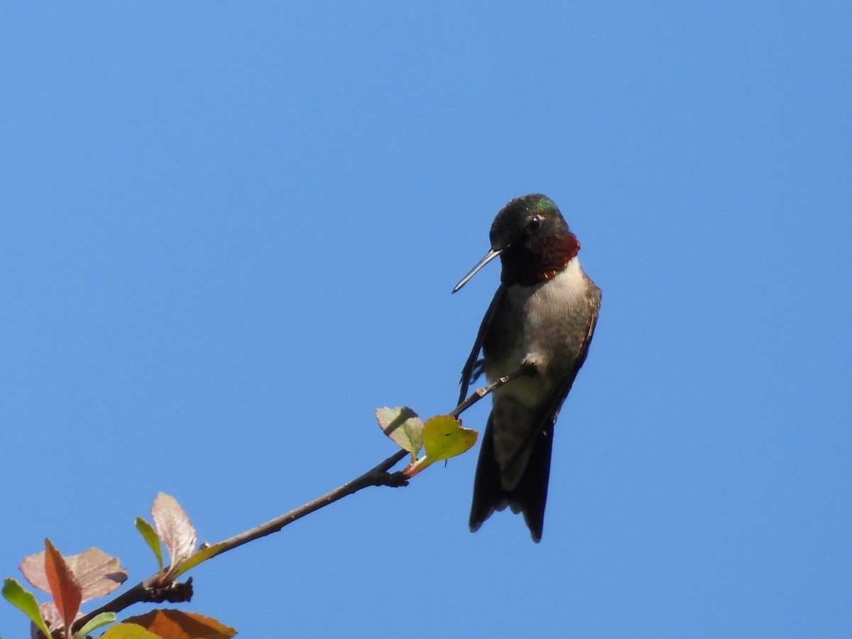 Ruby-throated Hummingbird - Jeff Fengler