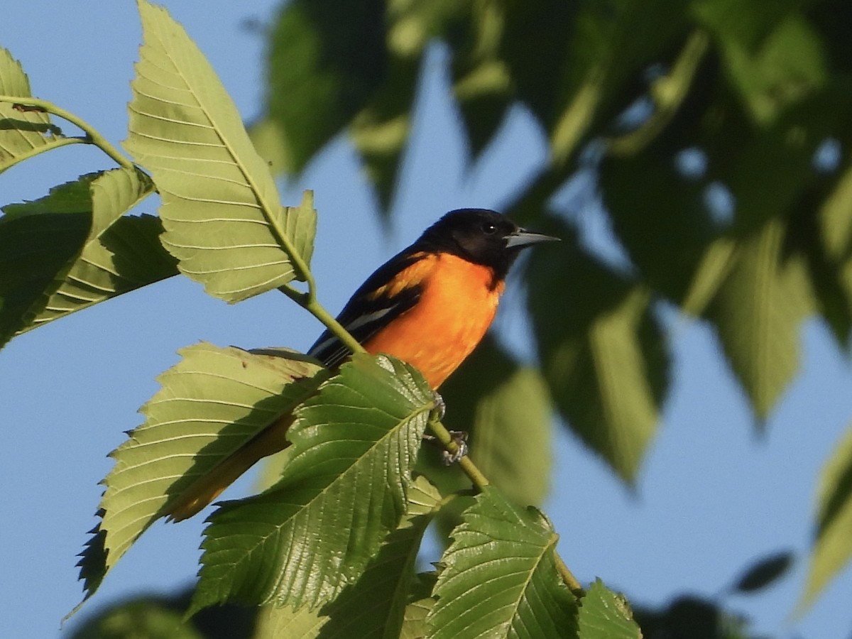 Baltimore Oriole - Melanie Kass