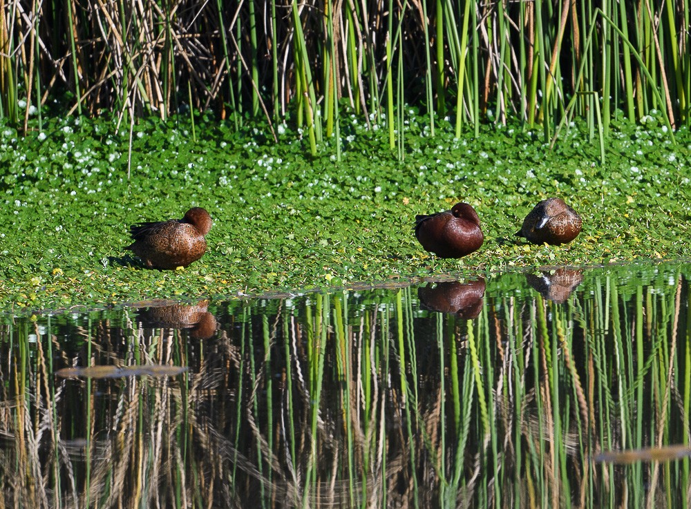 Cinnamon Teal - Jose-Miguel Ponciano