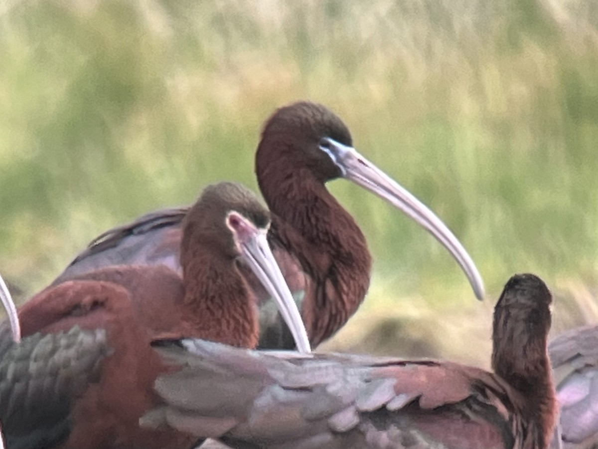 Glossy Ibis - Kenny Frisch