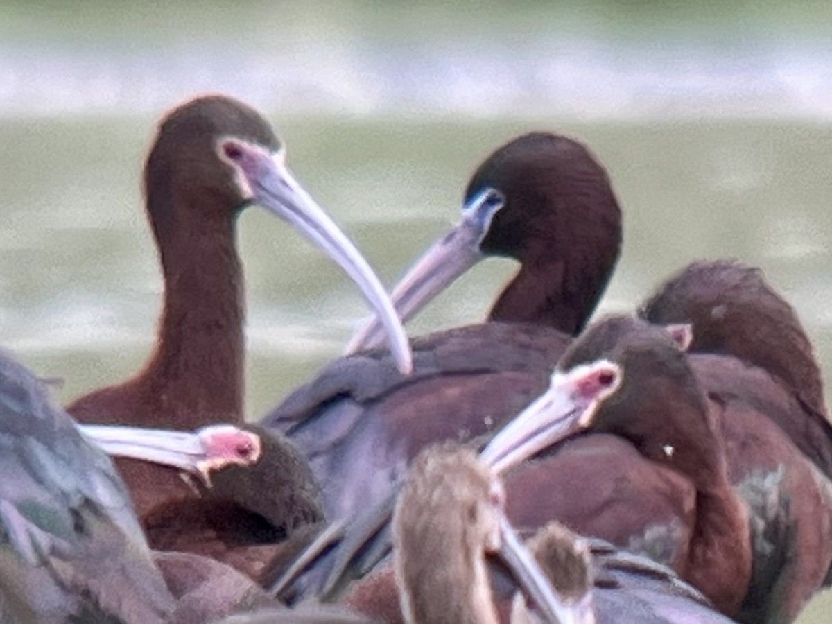 Glossy Ibis - Kenny Frisch