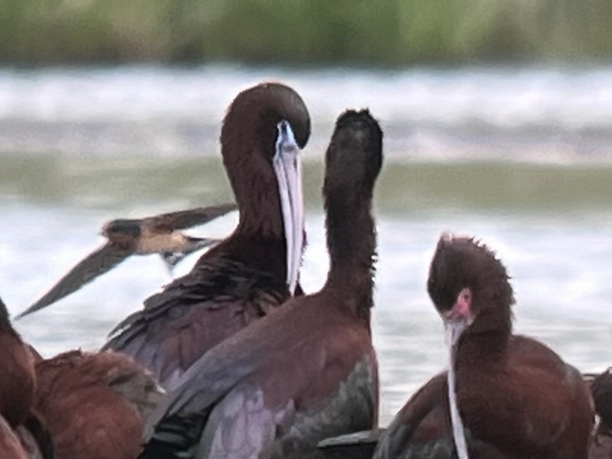 Glossy Ibis - Kenny Frisch