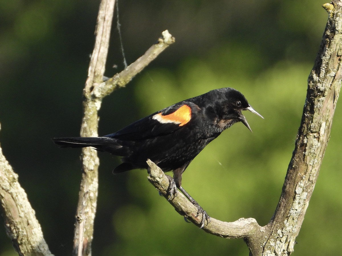 Red-winged Blackbird - Melanie Kass