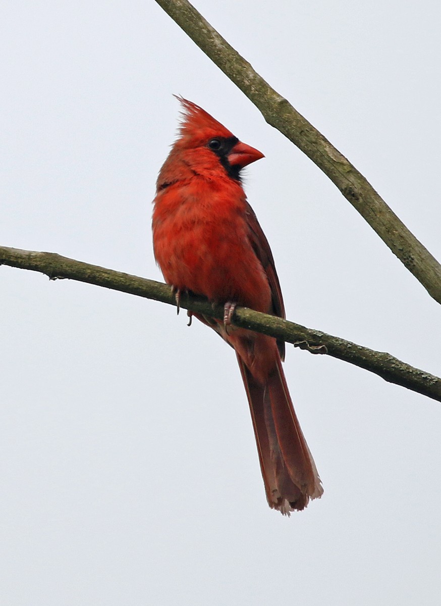 Northern Cardinal - William Parkin