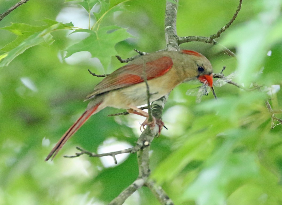 Northern Cardinal - ML619549732