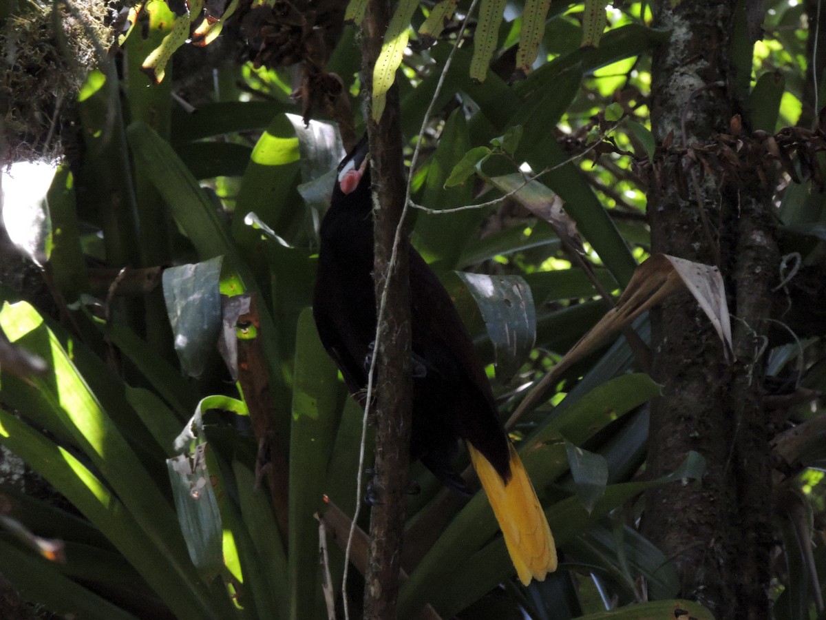 Montezuma Oropendola - Roger Lambert