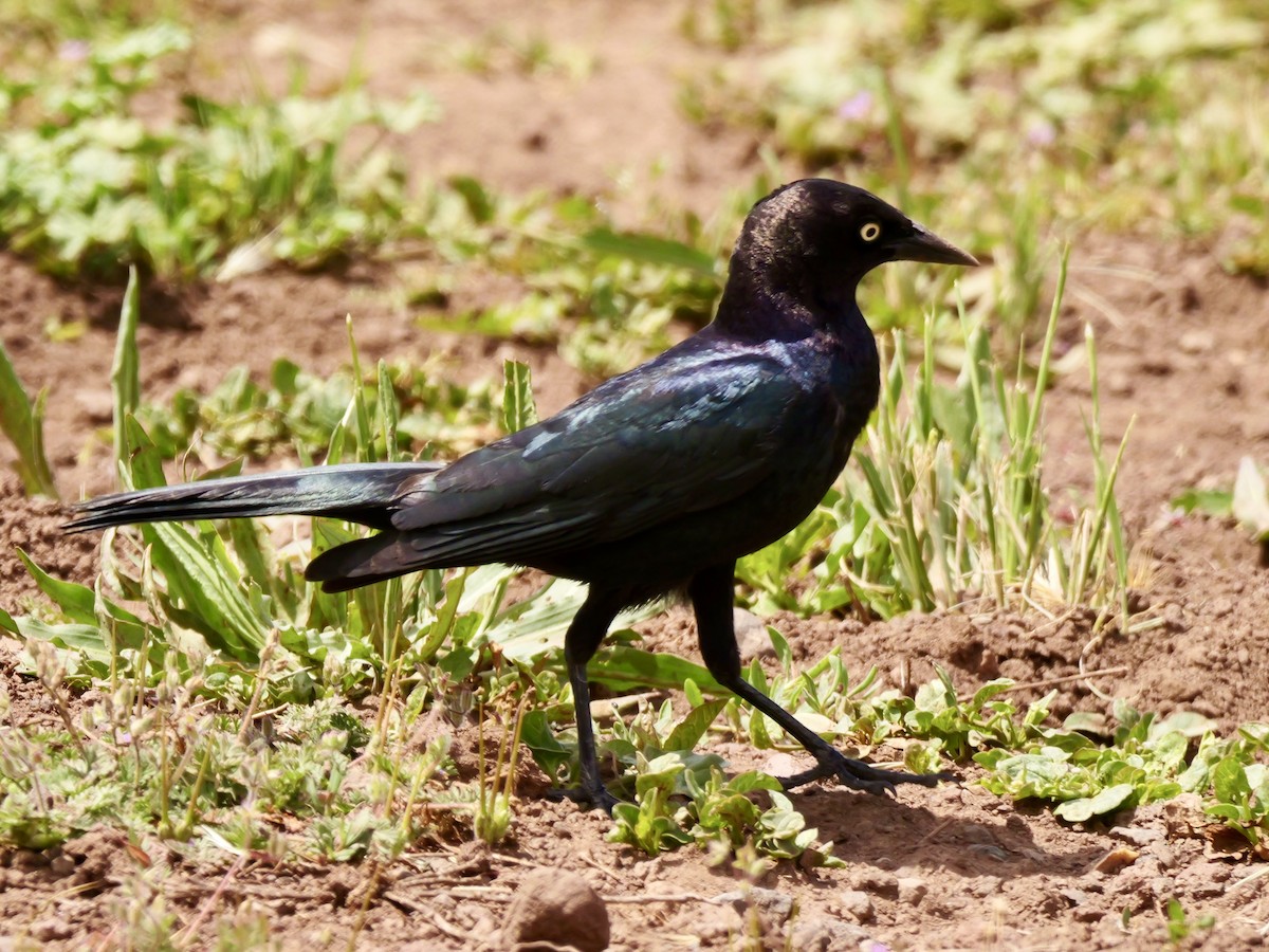 Brewer's Blackbird - Brett Hartl