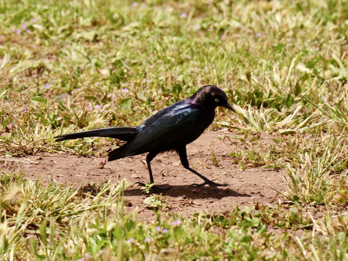 Brewer's Blackbird - Brett Hartl