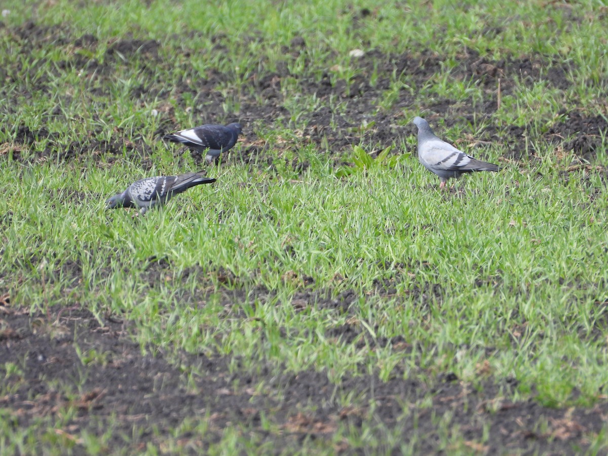 Rock Pigeon (Feral Pigeon) - Tom Wuenschell