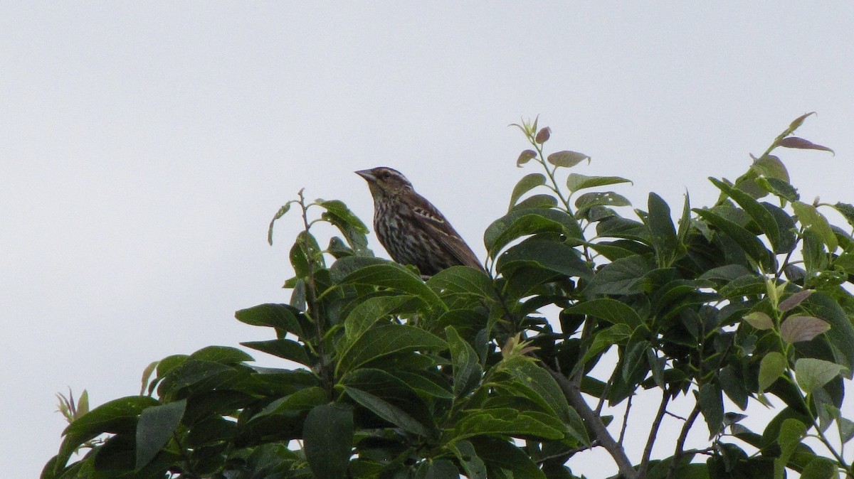 Red-winged Blackbird - Sheila Sawyer