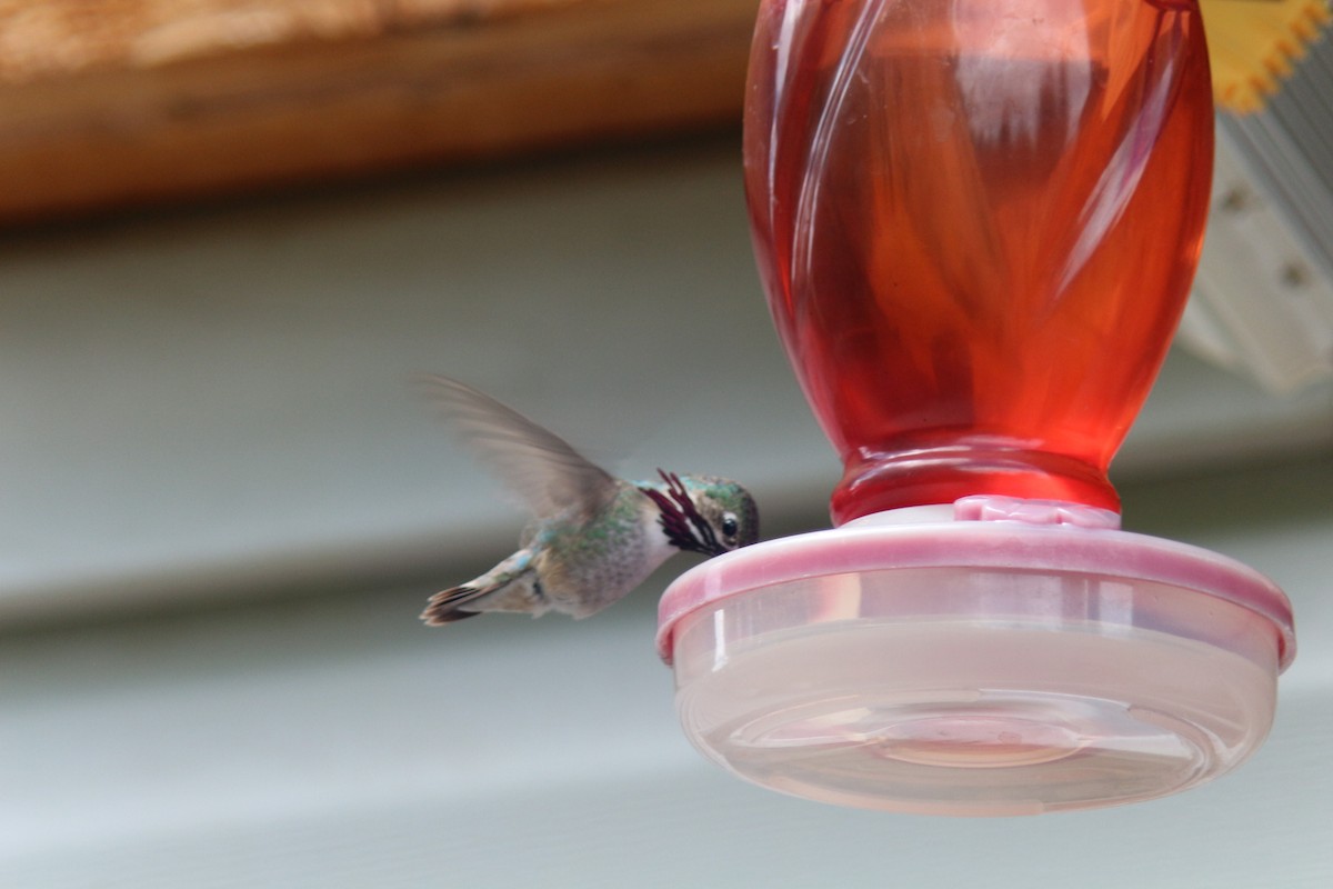 Calliope Hummingbird - Sierra Fleischmann