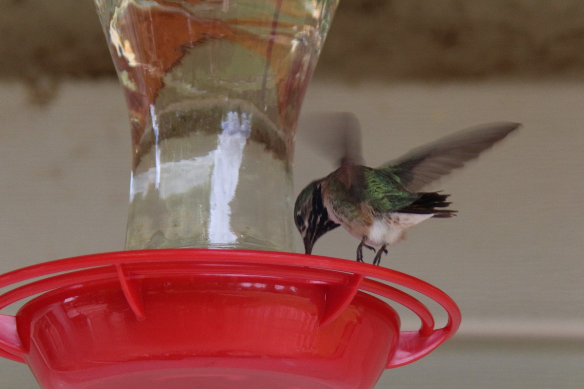 Calliope Hummingbird - Sierra Fleischmann