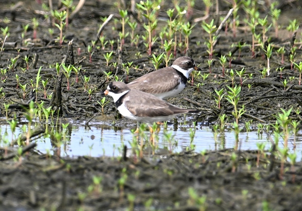 Semipalmated Plover - Wayne Wauligman