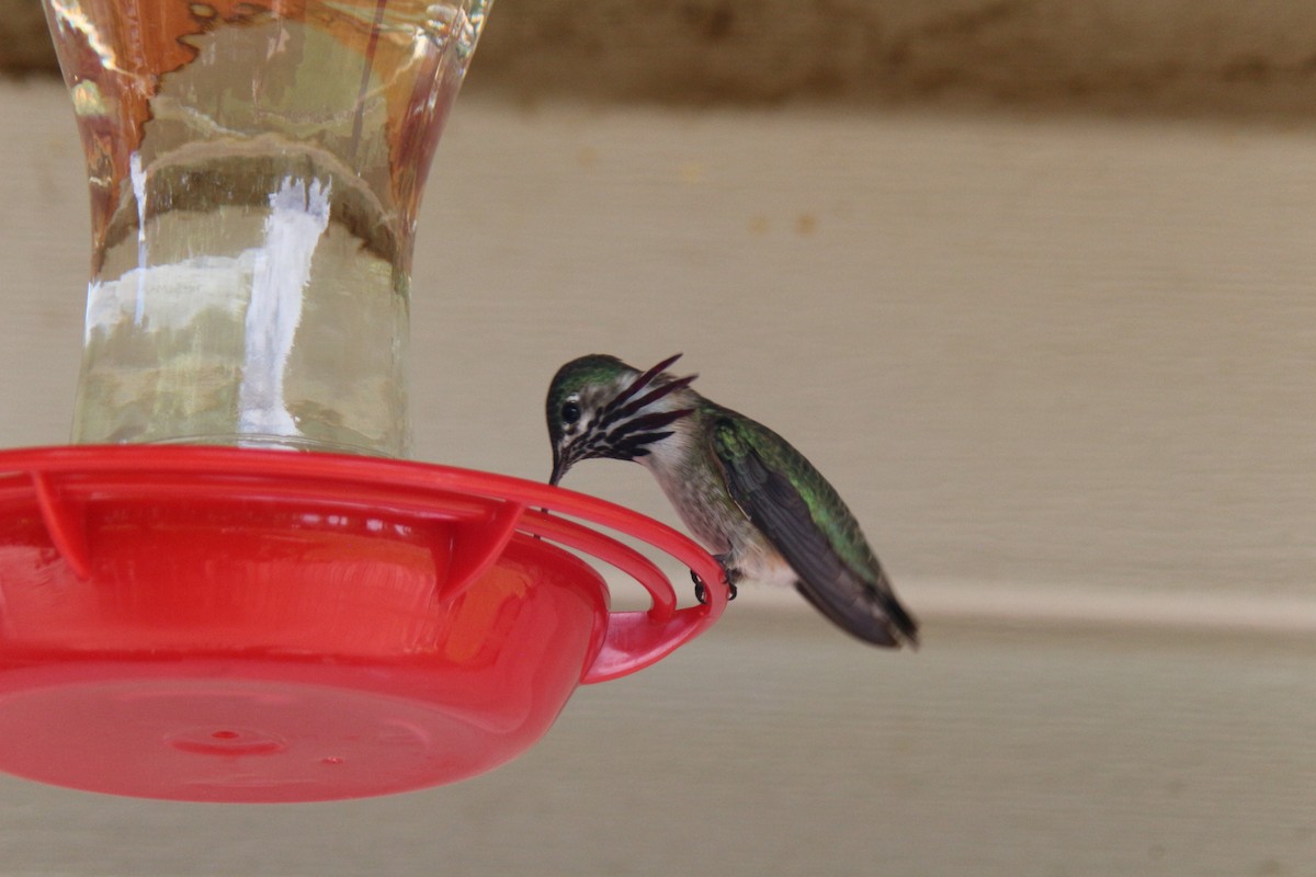 Calliope Hummingbird - Sierra Fleischmann