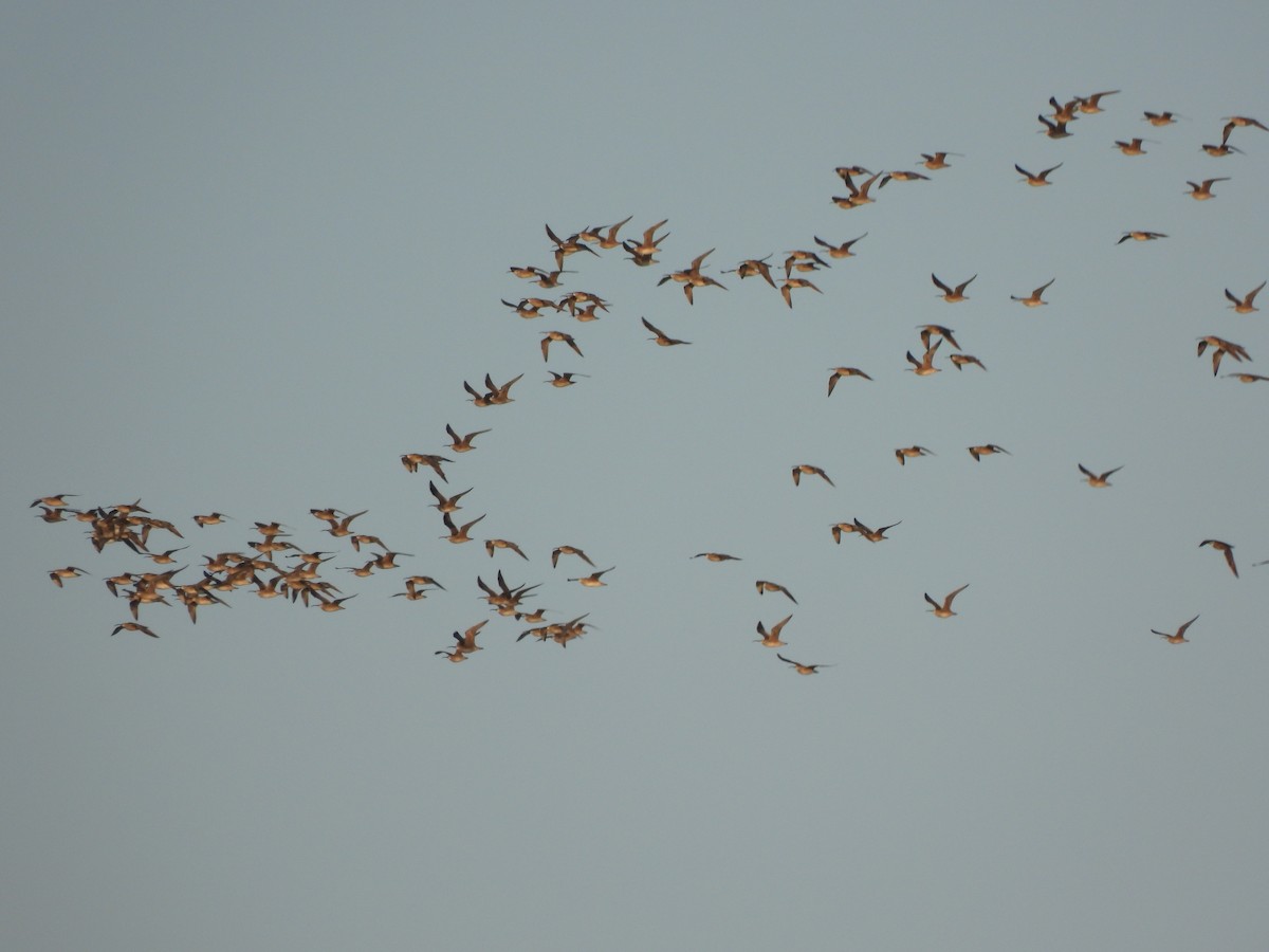 Whimbrel (Hudsonian) - ML619549756