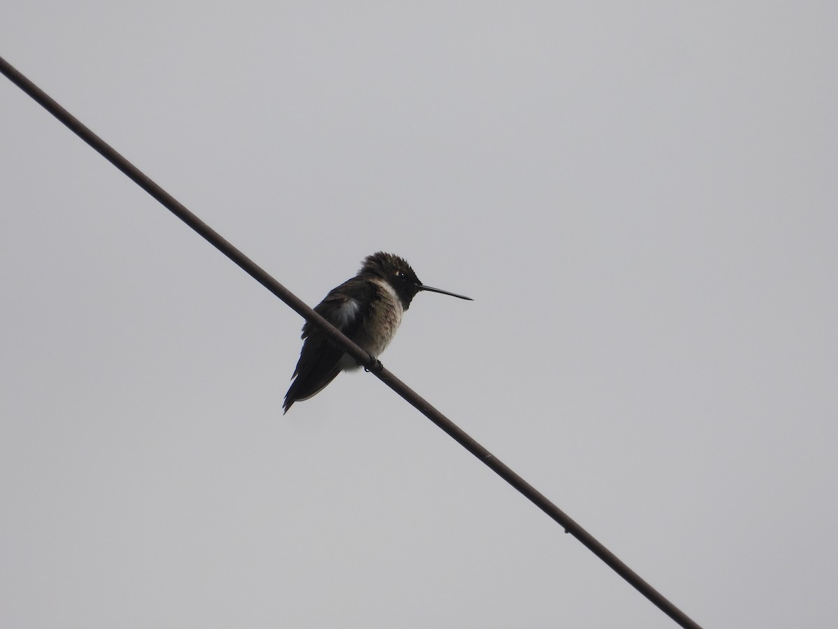 Black-chinned Hummingbird - Tom Wuenschell