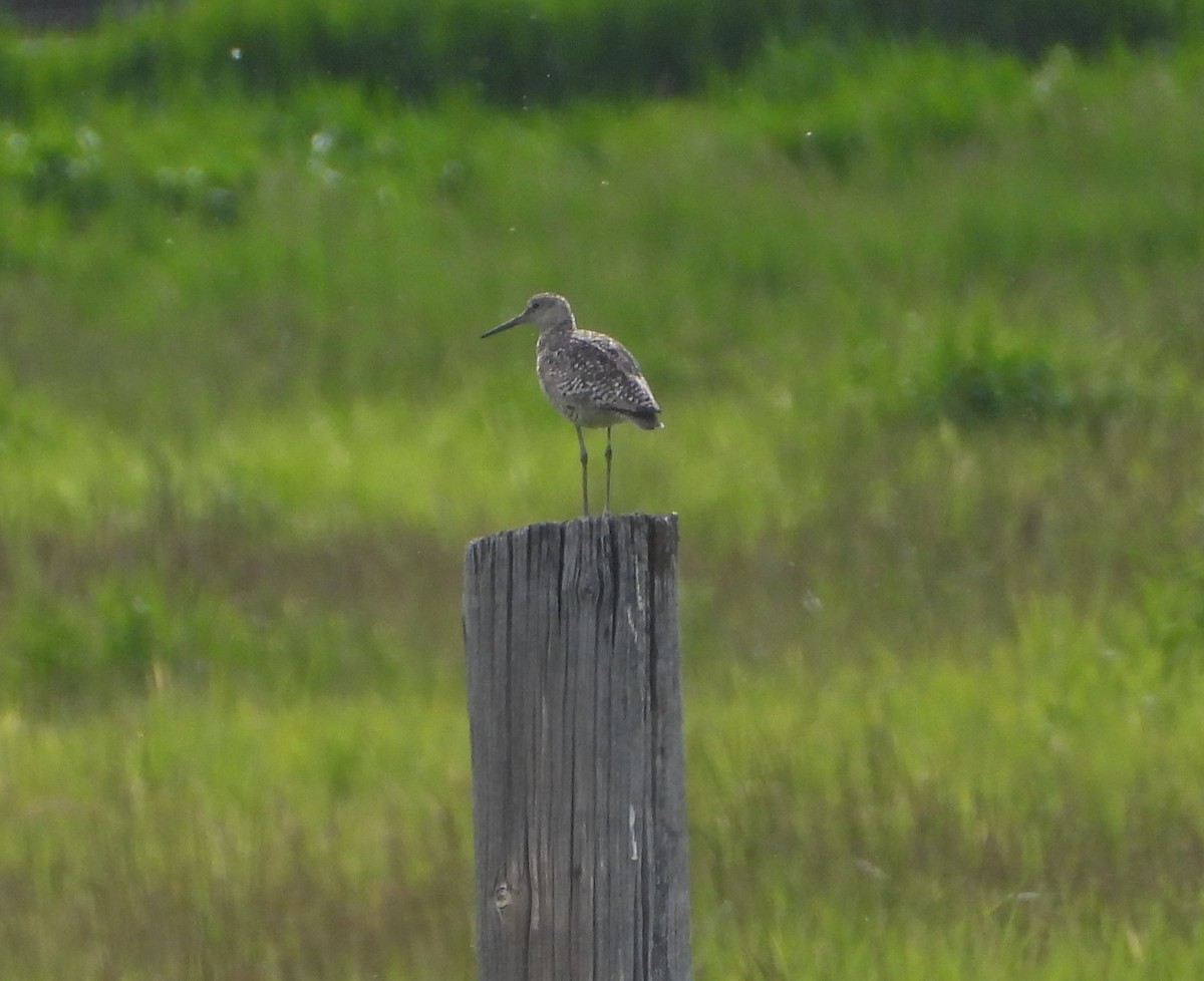 Willet - Tom Wuenschell