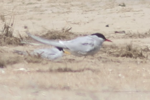 Arctic Tern - ML619549761