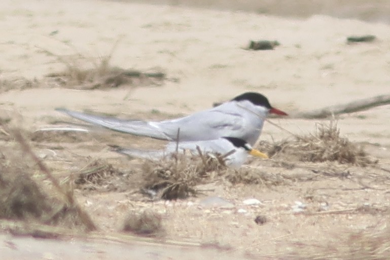 Arctic Tern - Vikas Madhav Nagarajan