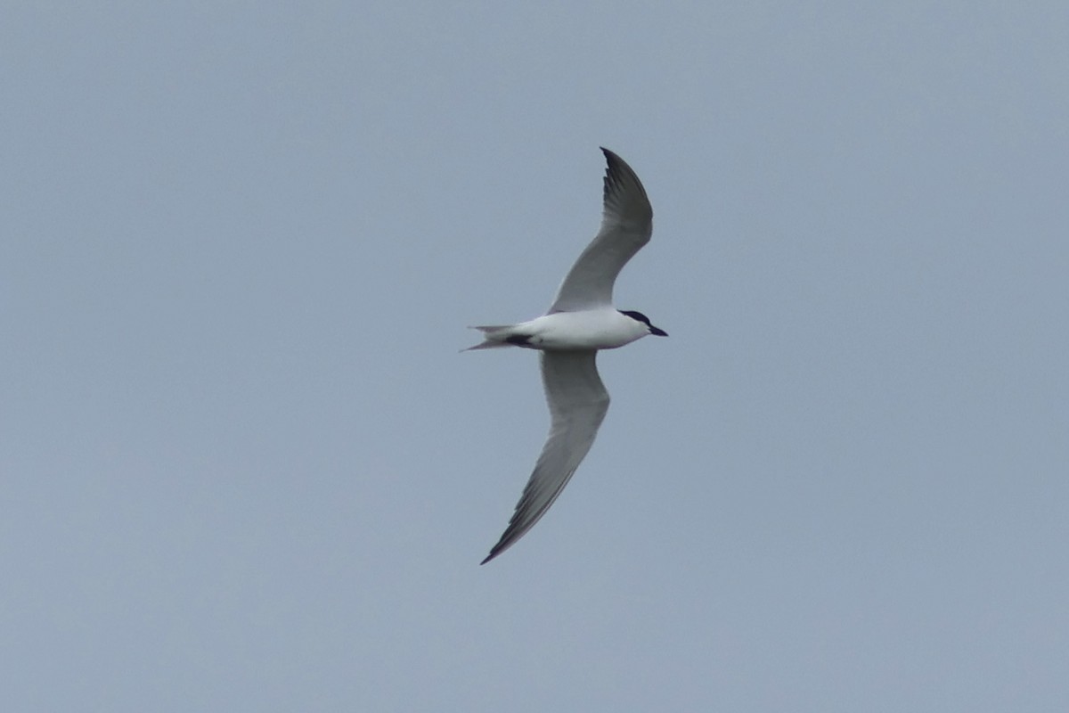 Gull-billed Tern - Vikas Madhav Nagarajan