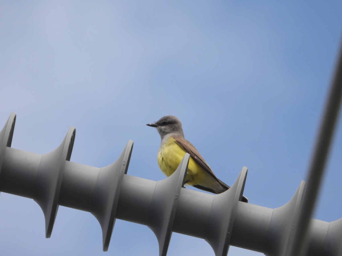 Western Kingbird - Tom Wuenschell