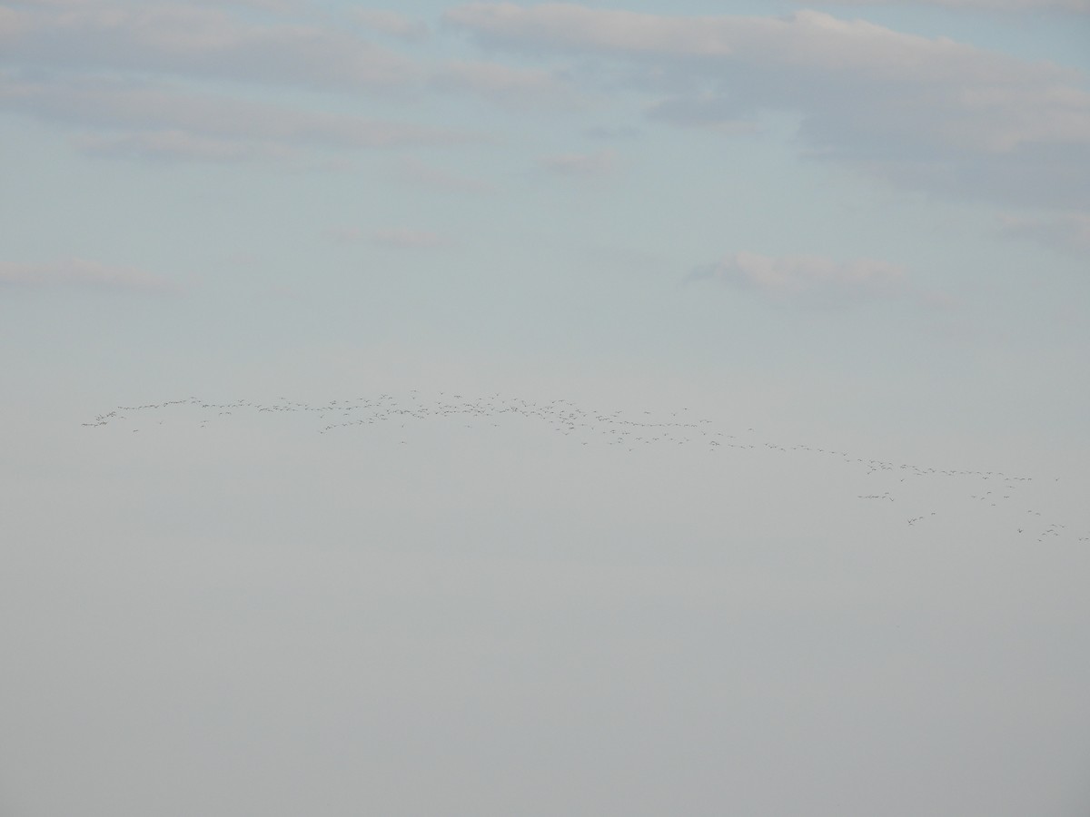 Whimbrel (Hudsonian) - ML619549769
