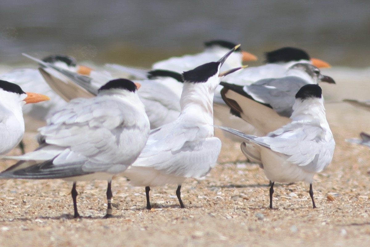 Sandwich Tern - Vikas Madhav Nagarajan