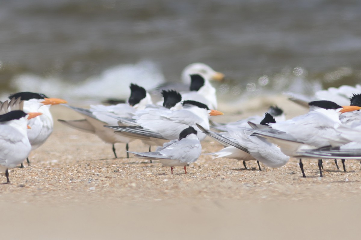 Common Tern - Vikas Madhav Nagarajan