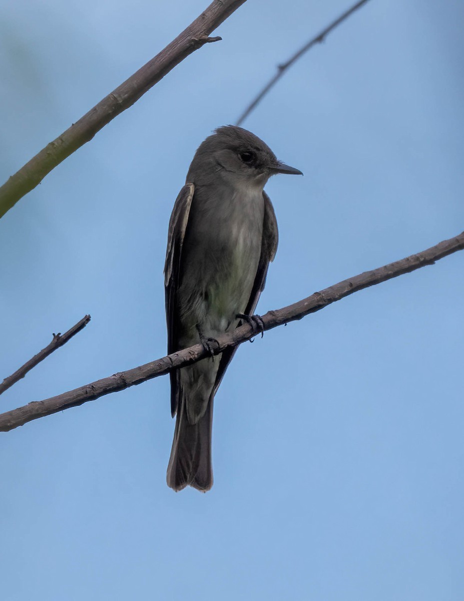 Western Wood-Pewee - Eric Bodker