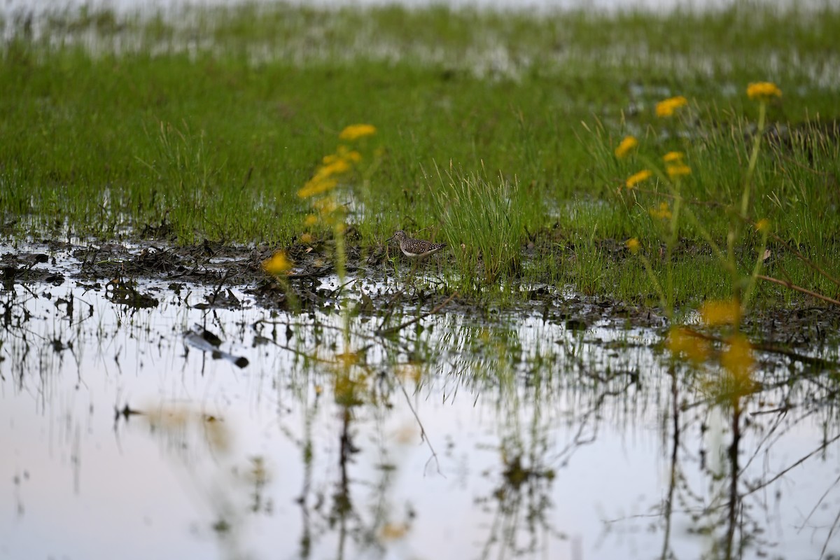 Solitary Sandpiper - Wayne Wauligman